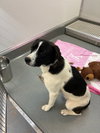 Barney - Photo 2
