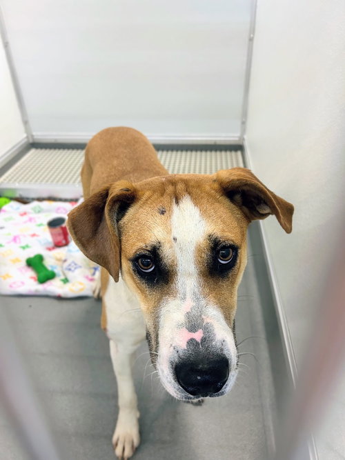 UTZ - Hound available for adoption