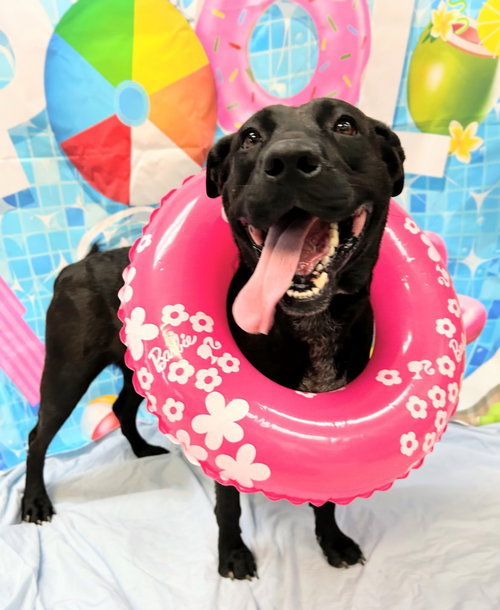Ava, an adoptable Chow Chow in Bryant, AR