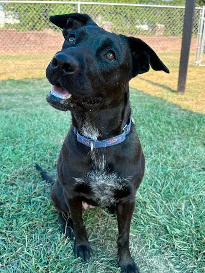 Ava - Labrador Retriever