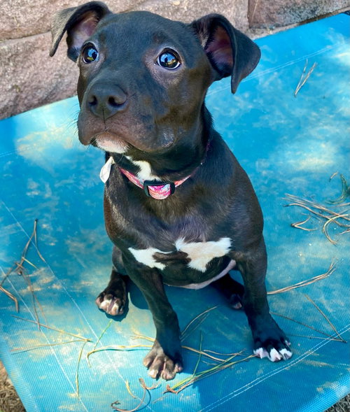 Nilla photo 4