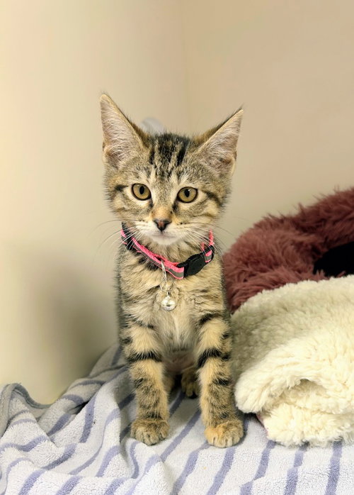 Iggy, Baby Domestic Short Hair / Mixed, cat for adoption in North Little Rock, Arkansas