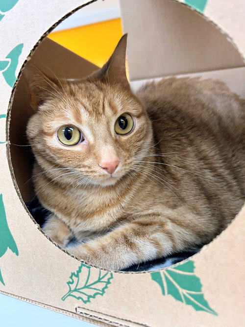 Nala
