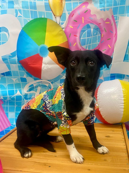 Alex, an adoptable Corgi in Bryant, AR