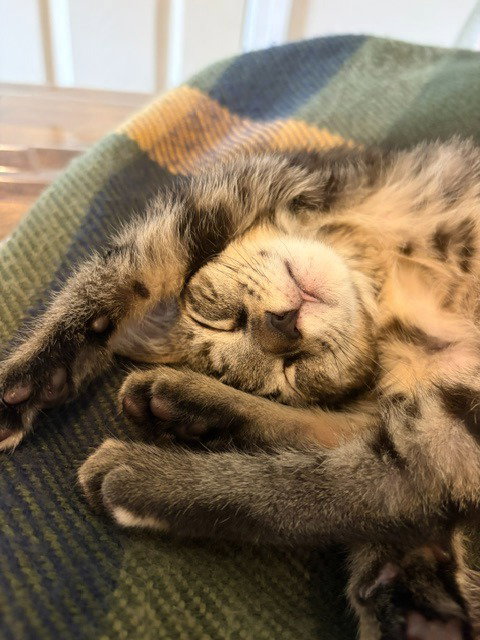 Ducky, an adoptable Domestic Short Hair in Bryant, AR