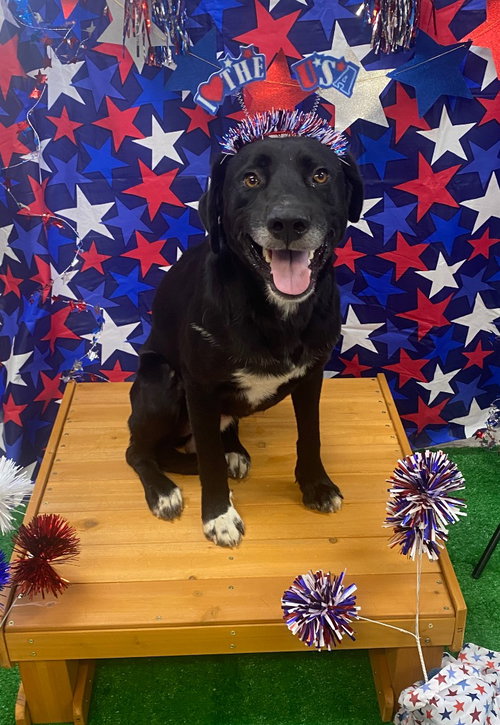 Gordy, an adoptable Labrador Retriever in Bryant, AR