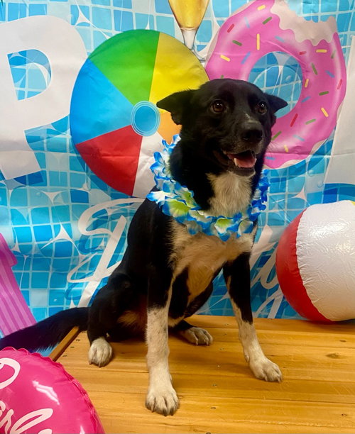 Bundy, an adoptable Shepherd in Bryant, AR