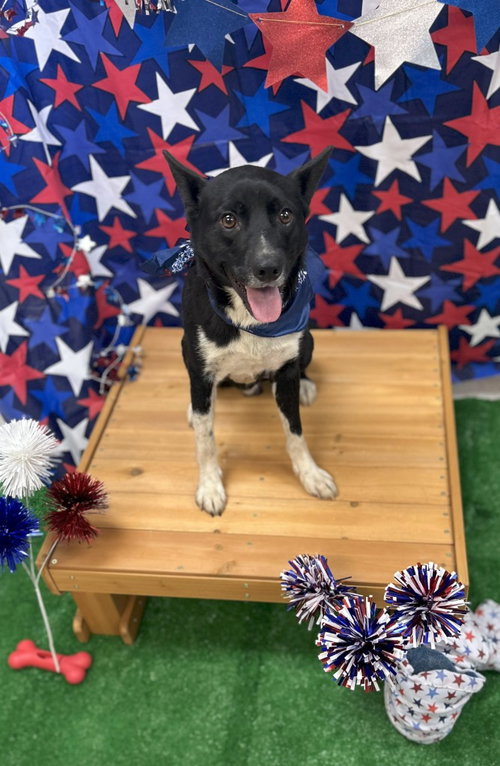 Bundy, an adoptable Shepherd in Bryant, AR