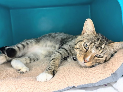 Dean, an adoptable Domestic Short Hair in Bryant, AR