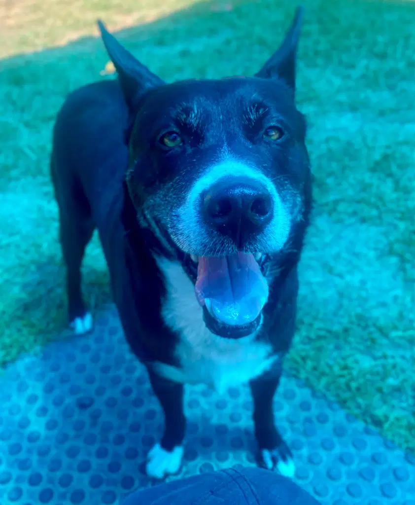 Bubba - Cattle Dog