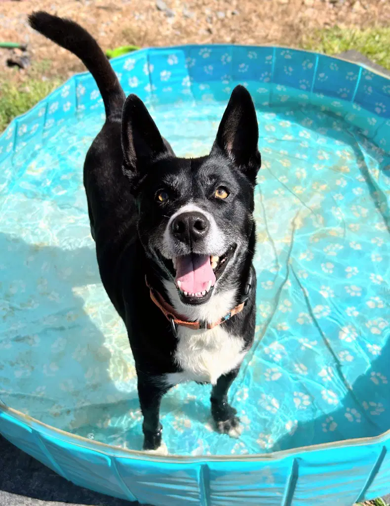 Bubba - Cattle Dog