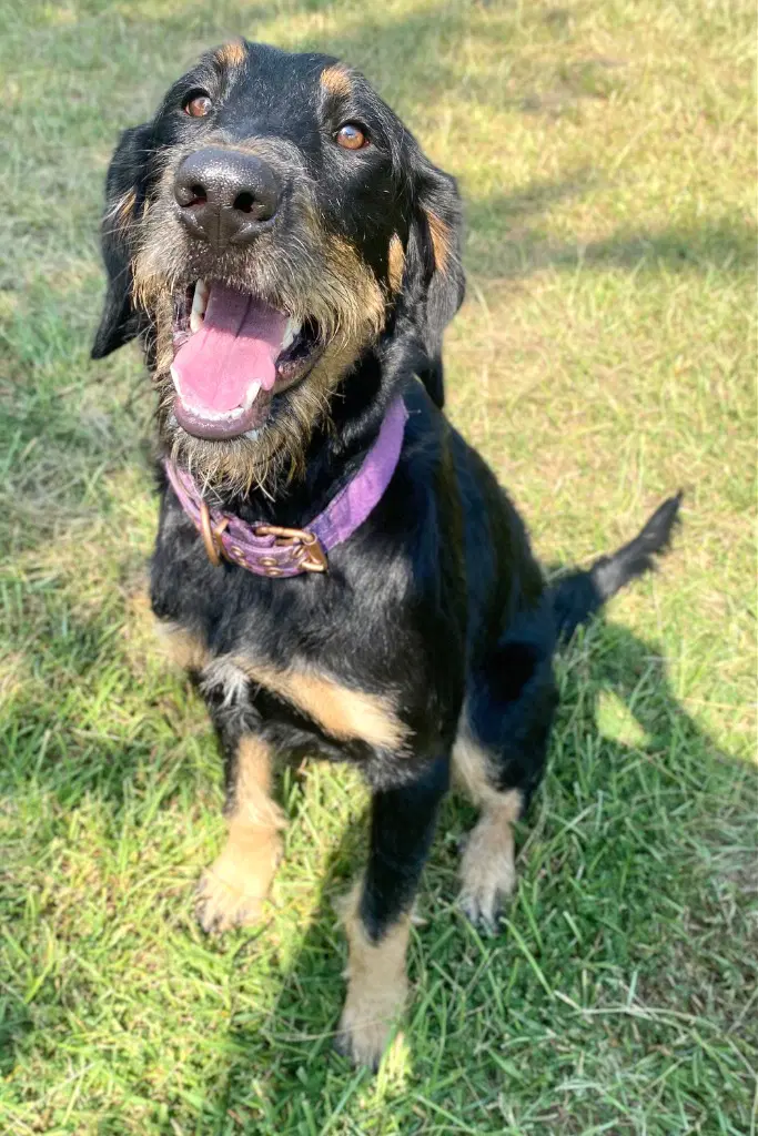 Bella - German Shepherd Dog