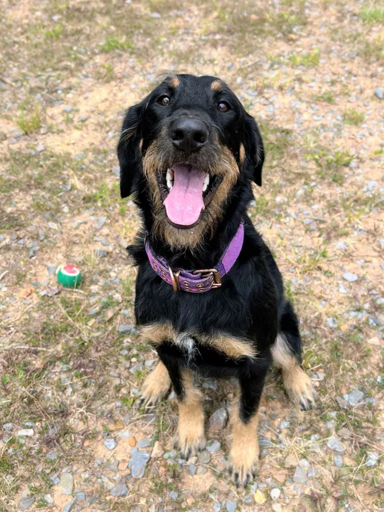 Bella image 2