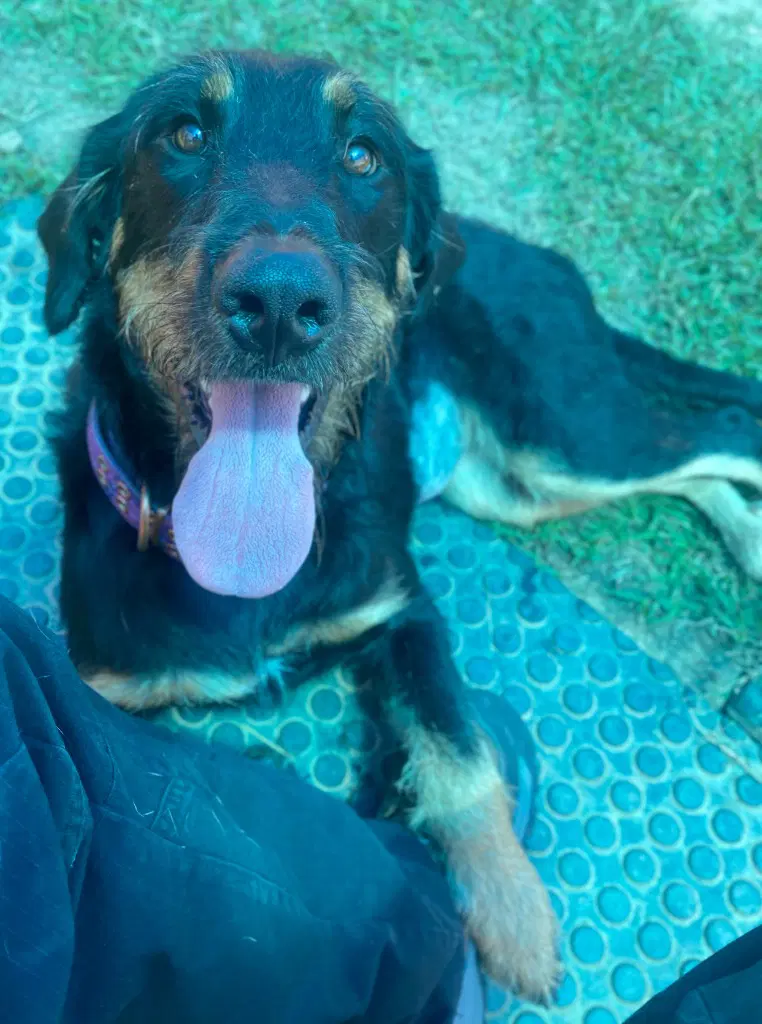 Bella image 3