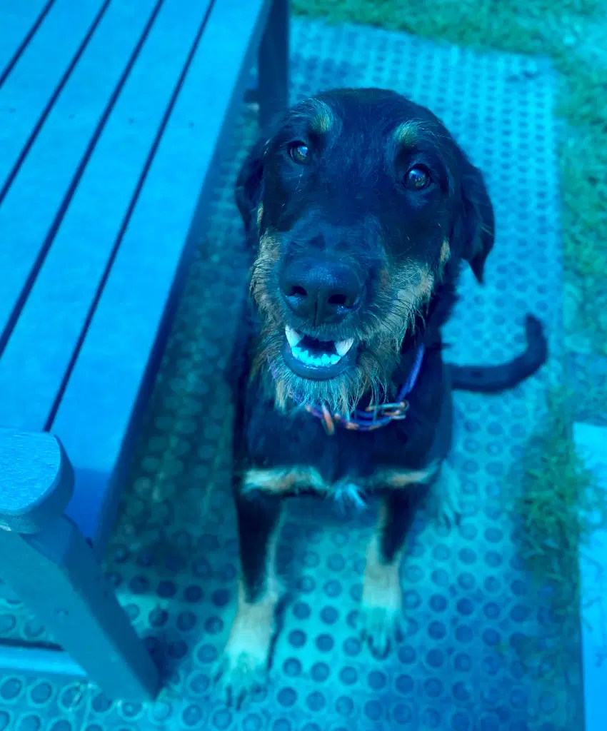 Bella image 4