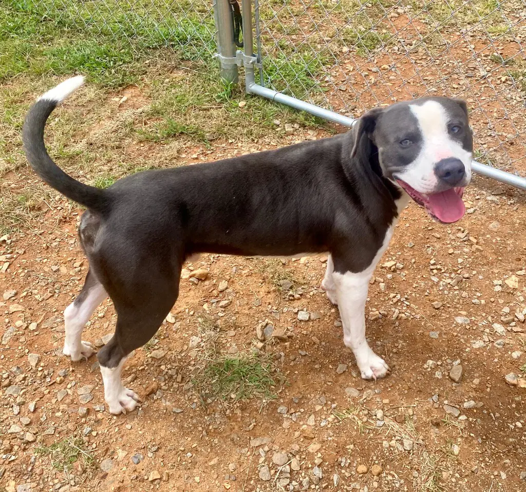 Creed - Pit Bull Terrier