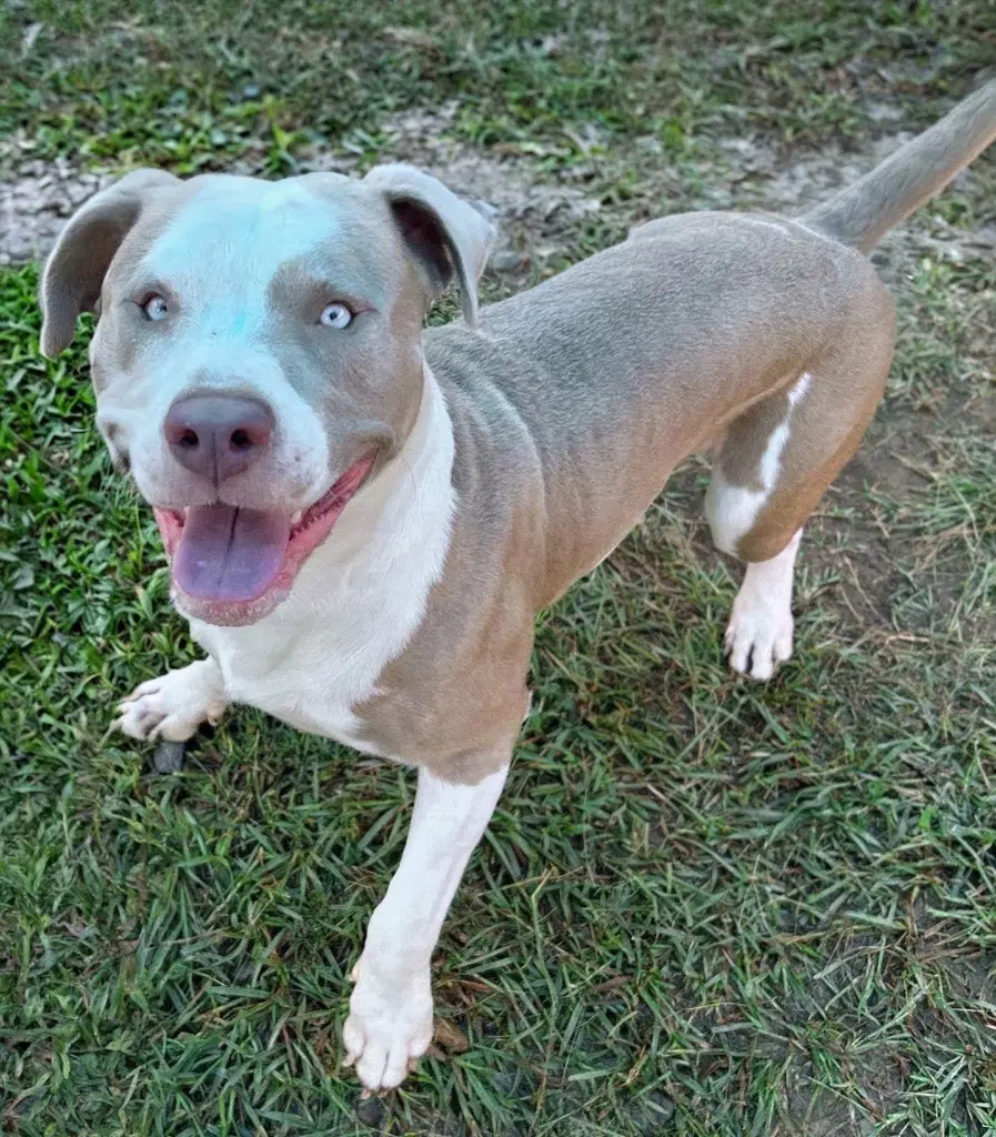 Prince - Pit Bull Terrier