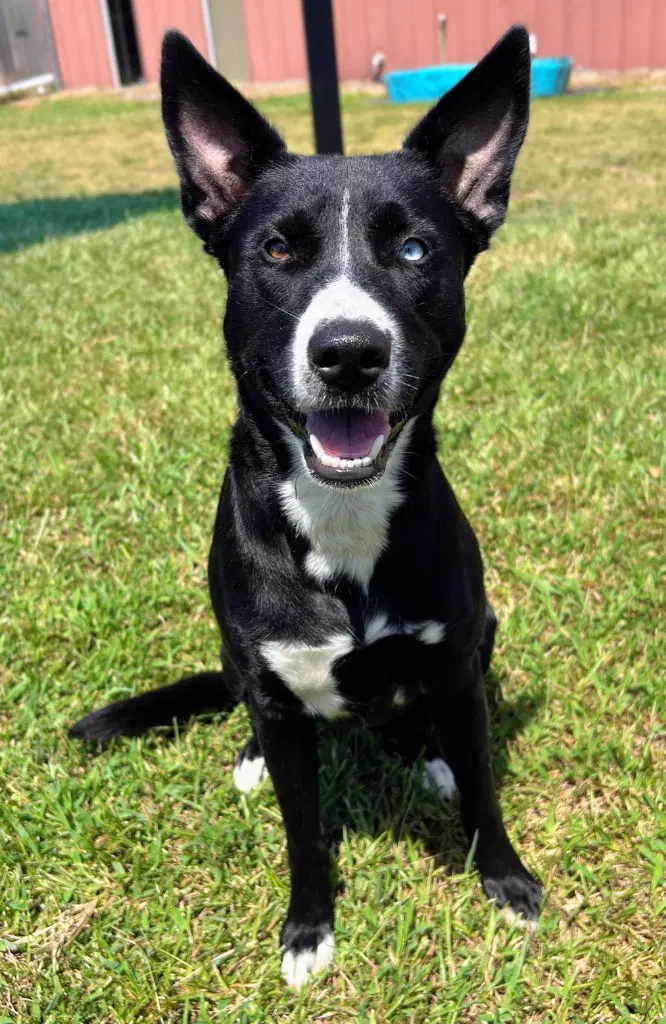 Millie image 1