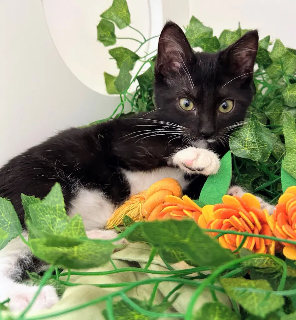 Jay - Domestic Short Hair