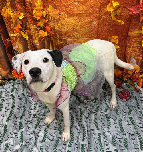 Lena, a dog for adoption from Bryant Animal Control & Adoption Center