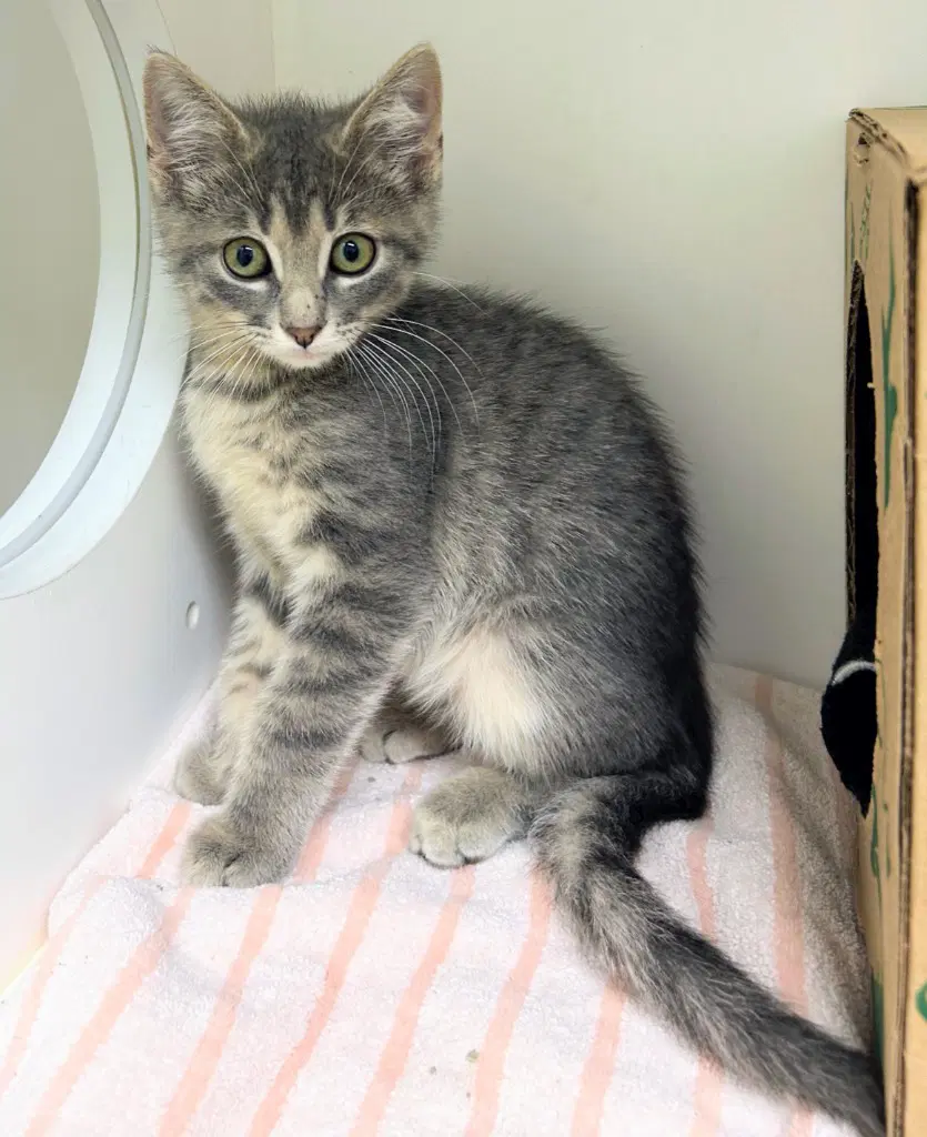 Sriracha - Domestic Short Hair