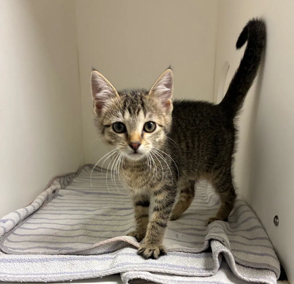 Leah - Domestic Short Hair