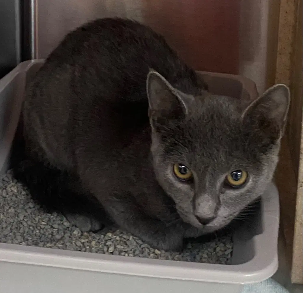 Stone - Domestic Short Hair