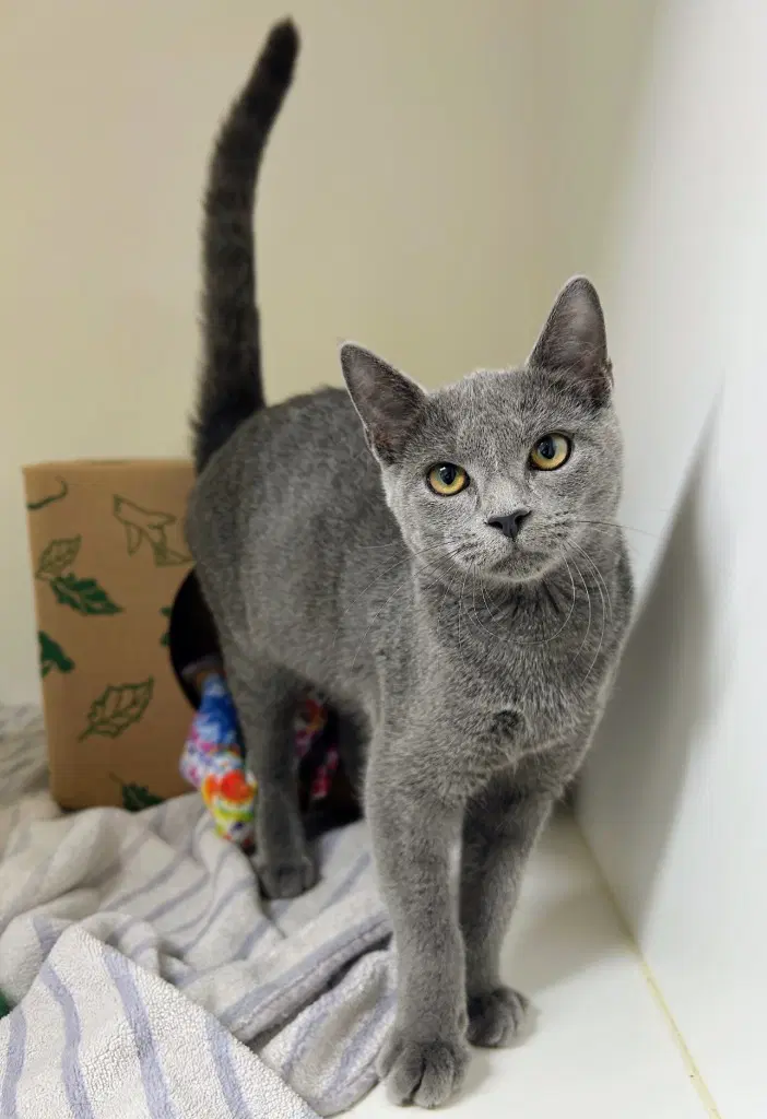 Stone - Domestic Short Hair