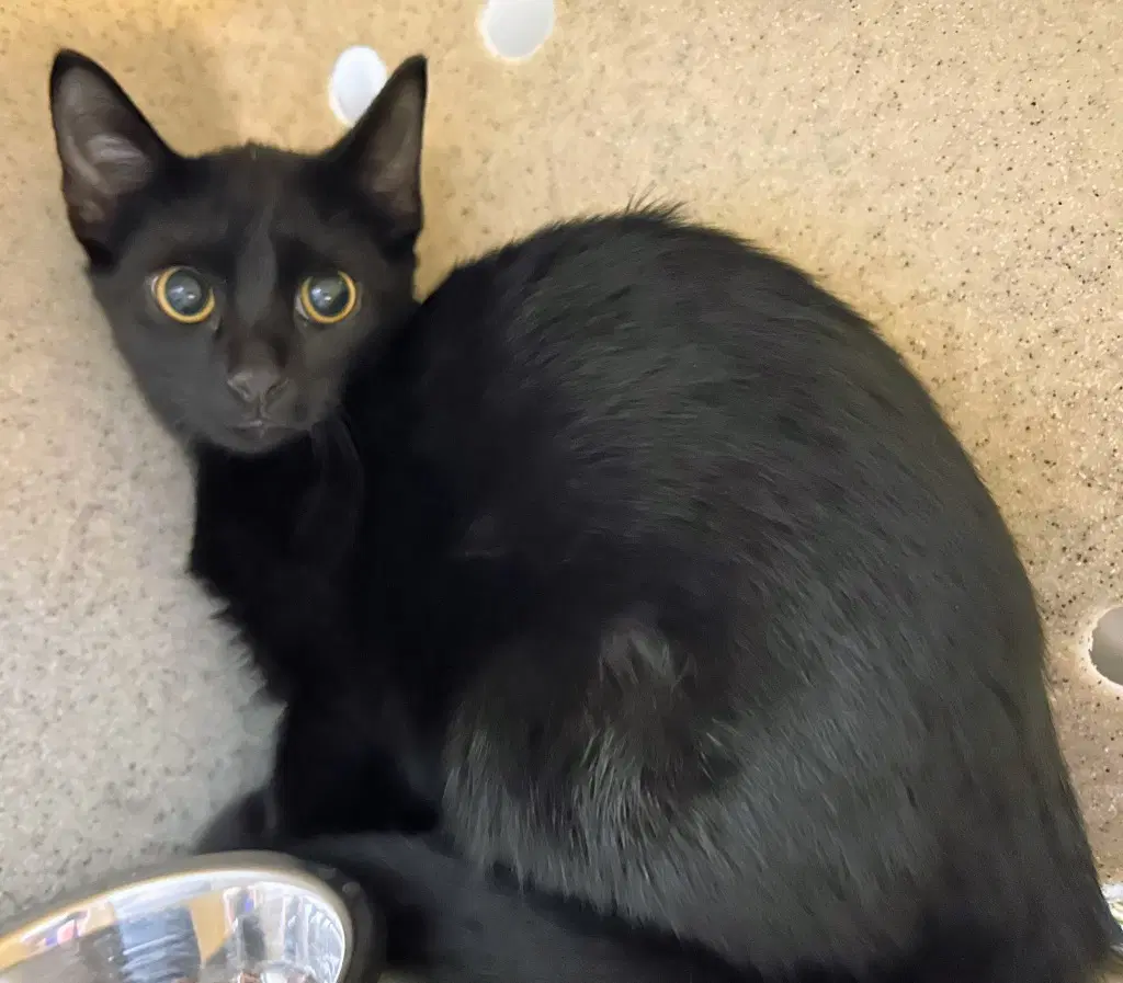 Sage - Domestic Short Hair
