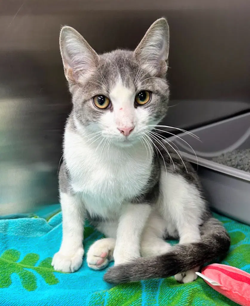 Sky - Domestic Short Hair