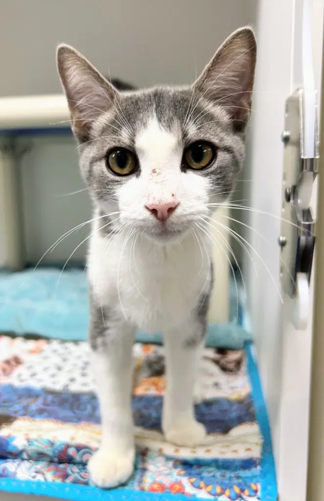 Sky - Domestic Short Hair
