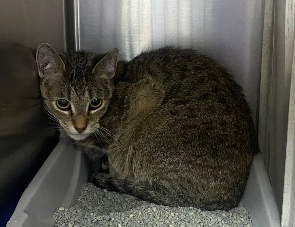 Marble - Domestic Short Hair