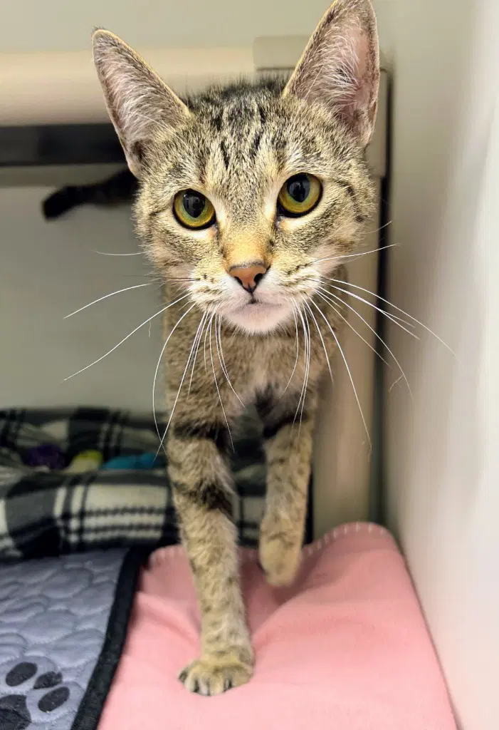 Marble - Domestic Short Hair