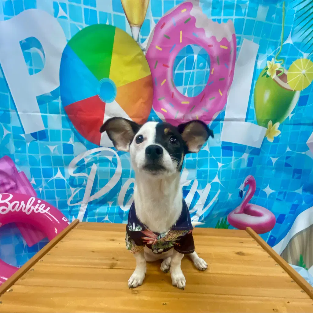 Isiswendy - Jack Russell Terrier