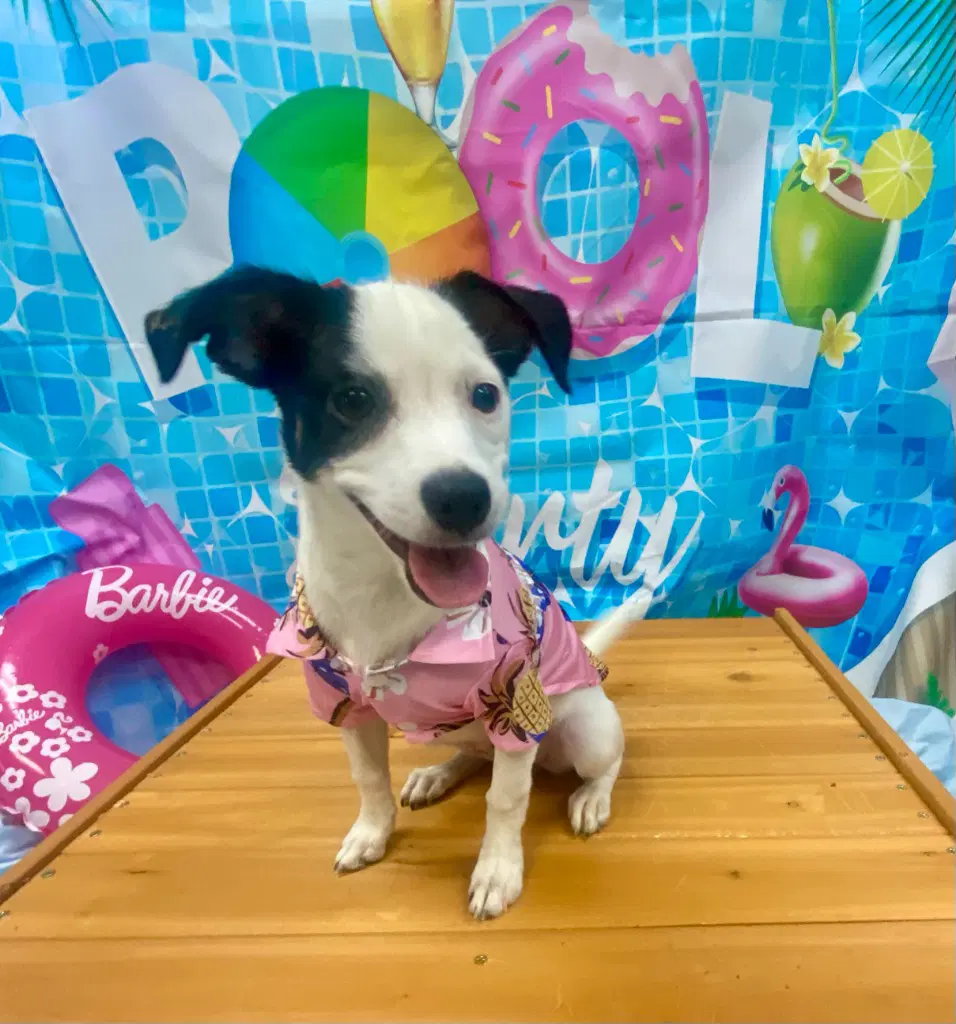 Erza - Jack Russell Terrier