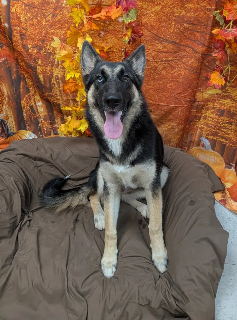 Jolene - German Shepherd Dog