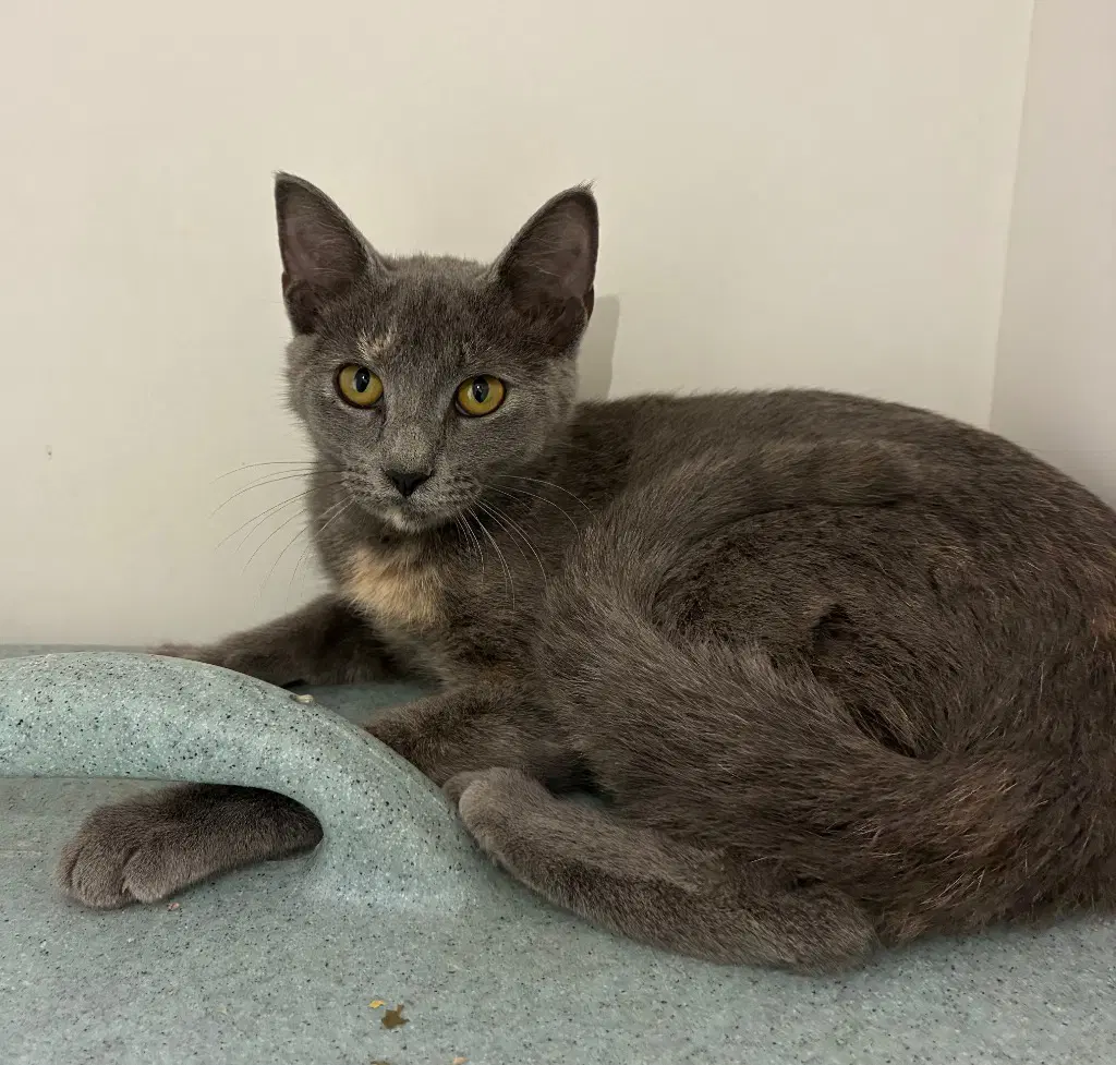 North - Domestic Short Hair