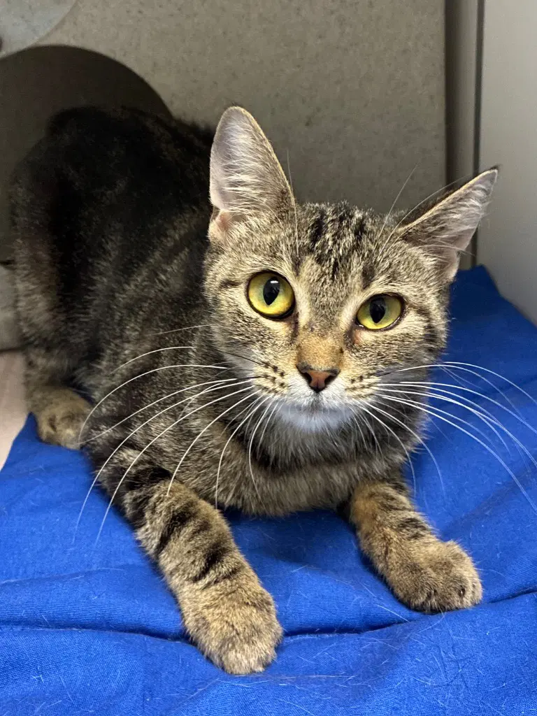 West - Domestic Short Hair