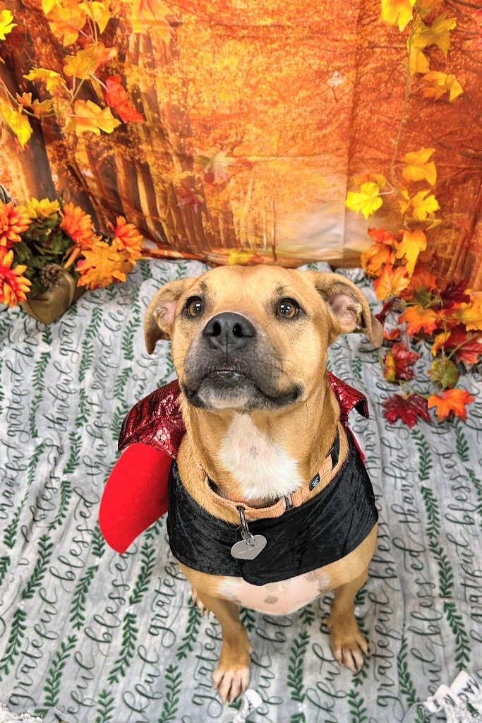Betty, Boxer