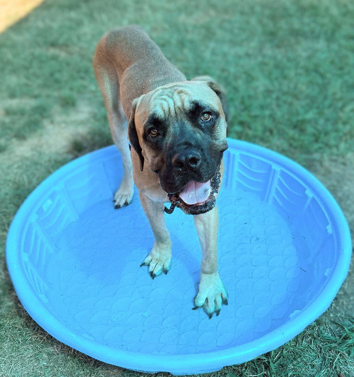 Hercules, Bullmastiff