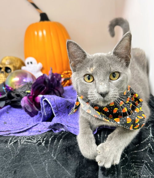 North, a cat for adoption from Bryant Animal Control & Adoption Center
