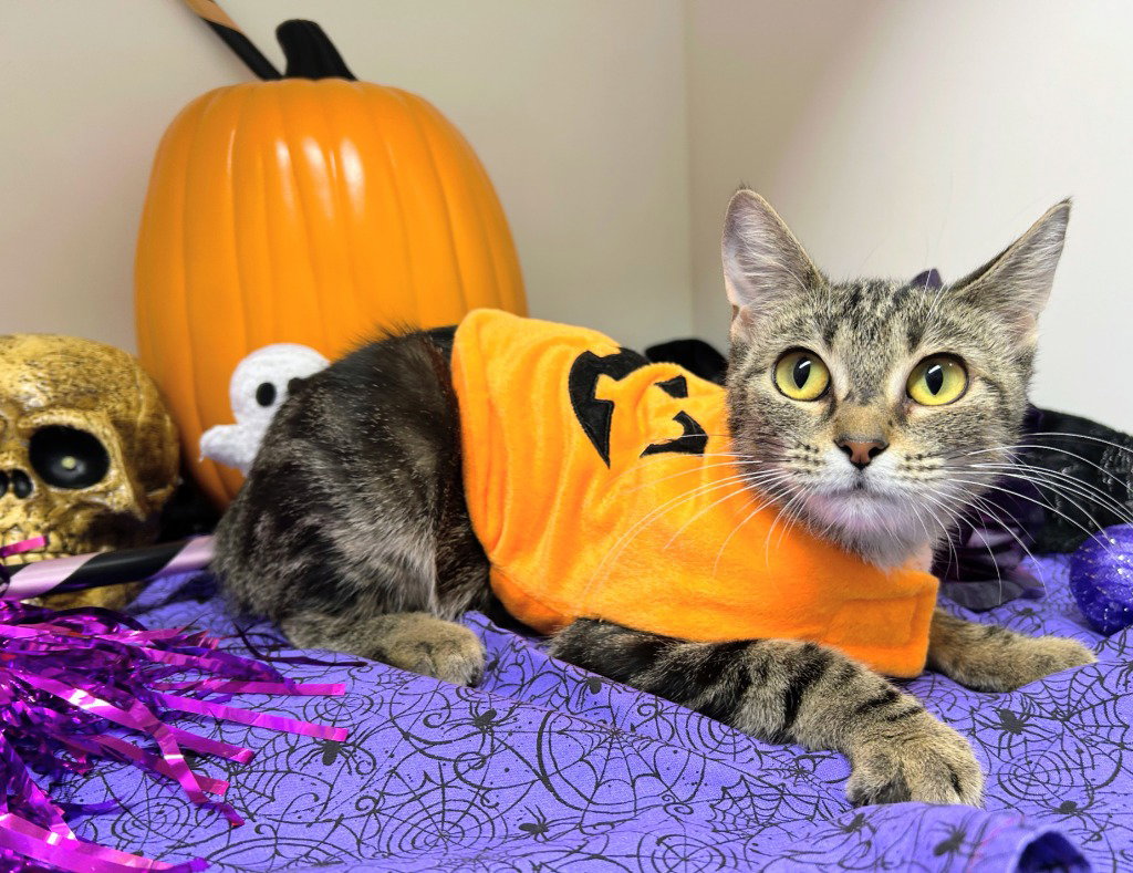 West, Domestic Short Hair