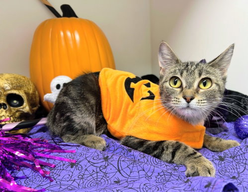 West, a cat for adoption from Bryant Animal Control & Adoption Center