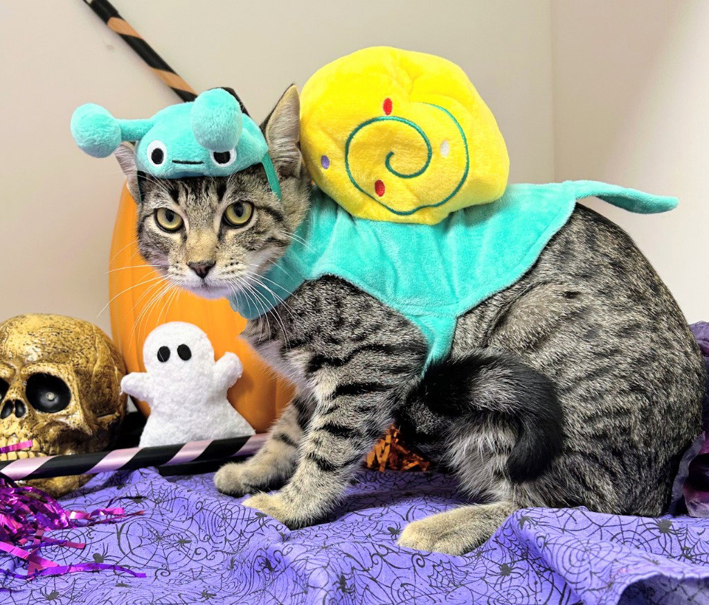 Percy Jackson, Domestic Short Hair