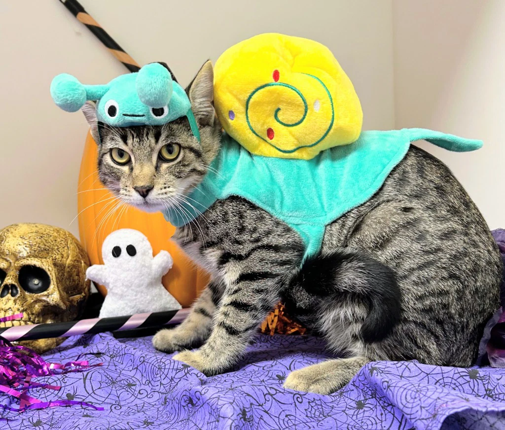 Percy Jackson