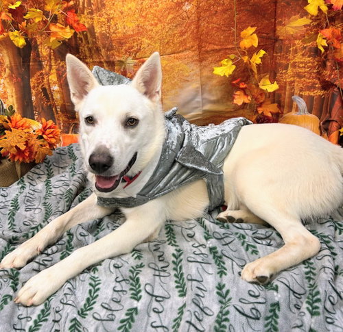 Photo 2 of Bodhi