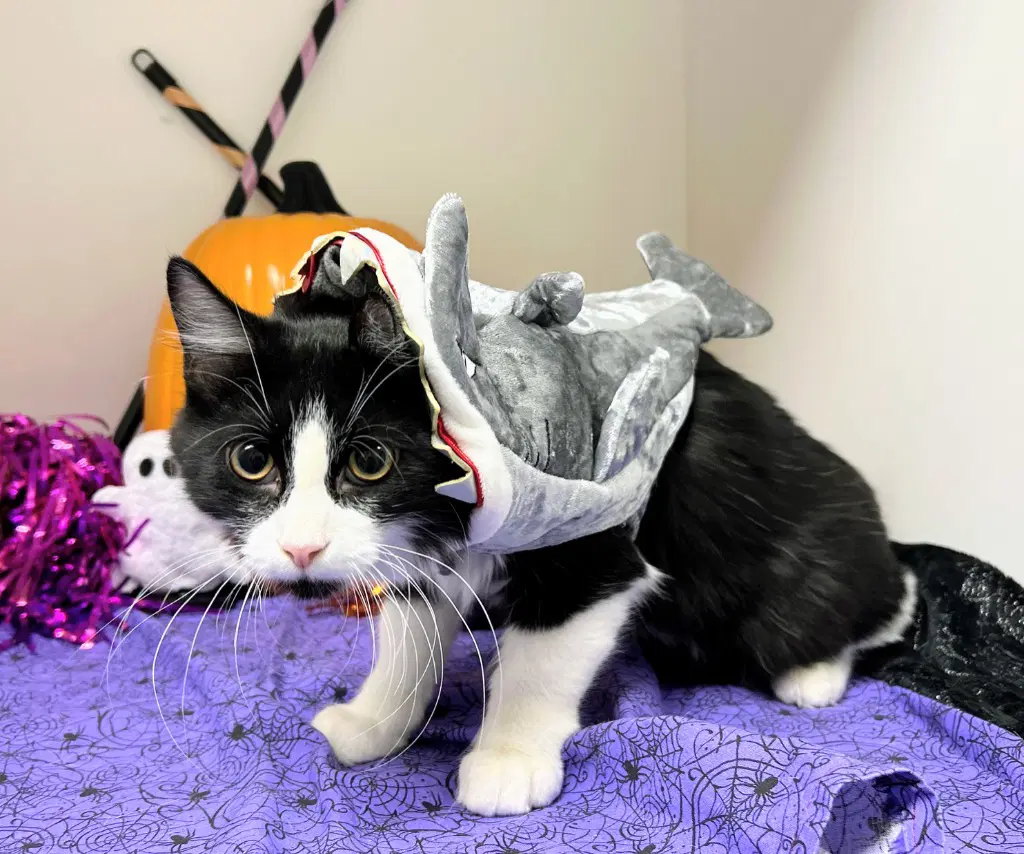 Kevin - Domestic Medium Hair