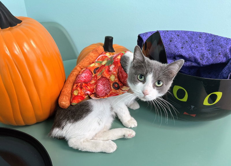 Mama T, a young female cat up for adoption