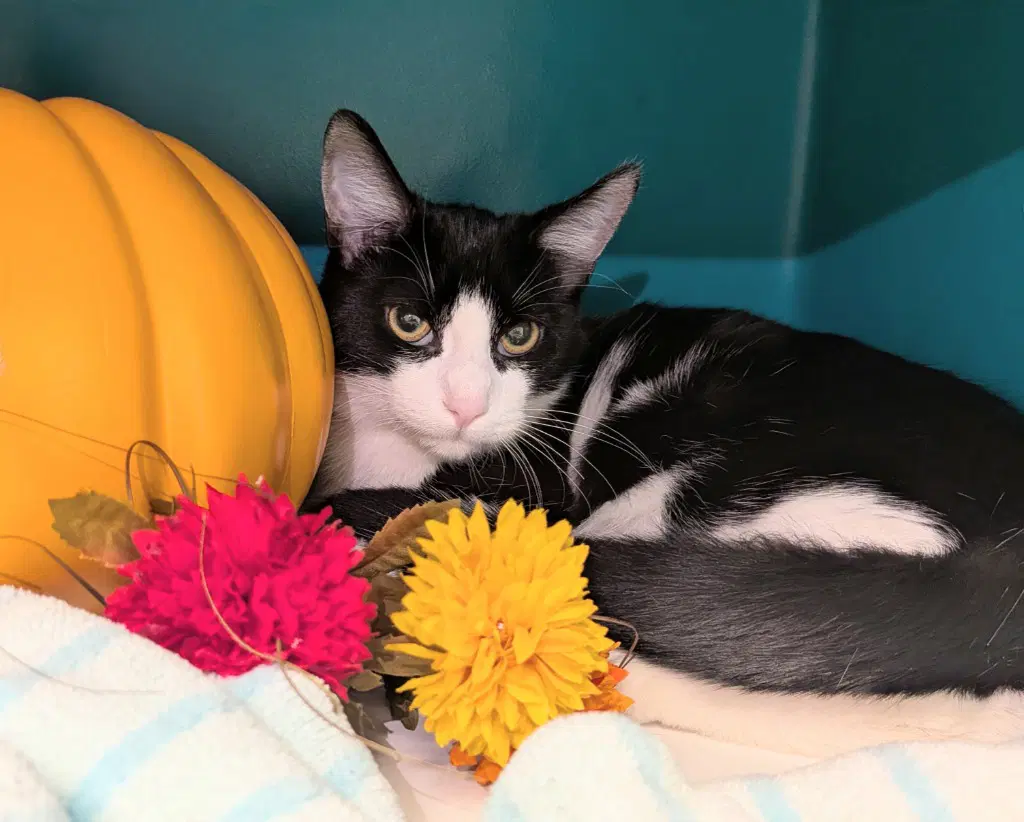 Delta - Domestic Short Hair