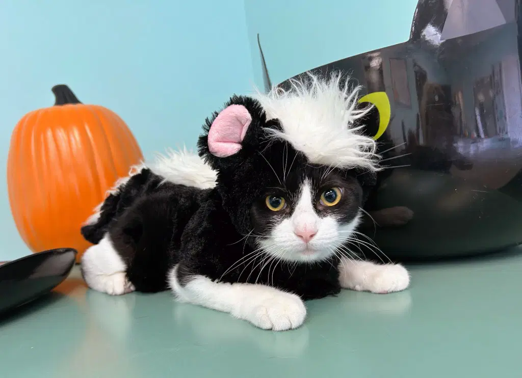 Stinky - Domestic Short Hair